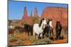 Wild horses, Monument valley tribal park, Navajo reserve, Utah, USA. April.-Sylvain Cordier-Mounted Photographic Print