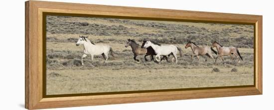 Wild Horses Mustangs, Grey Stallion Leads His Band Trotting, Divide Basin, Wyoming, USA-Carol Walker-Framed Premier Image Canvas