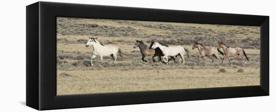 Wild Horses Mustangs, Grey Stallion Leads His Band Trotting, Divide Basin, Wyoming, USA-Carol Walker-Framed Premier Image Canvas