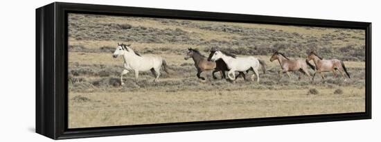 Wild Horses Mustangs, Grey Stallion Leads His Band Trotting, Divide Basin, Wyoming, USA-Carol Walker-Framed Premier Image Canvas