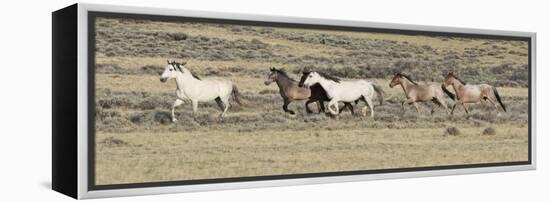 Wild Horses Mustangs, Grey Stallion Leads His Band Trotting, Divide Basin, Wyoming, USA-Carol Walker-Framed Premier Image Canvas