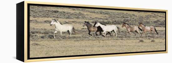 Wild Horses Mustangs, Grey Stallion Leads His Band Trotting, Divide Basin, Wyoming, USA-Carol Walker-Framed Premier Image Canvas