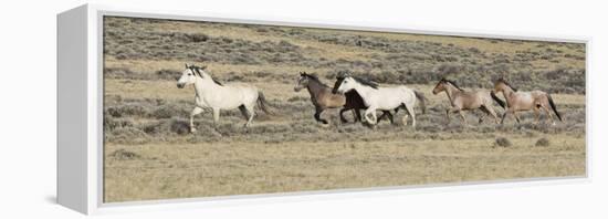 Wild Horses Mustangs, Grey Stallion Leads His Band Trotting, Divide Basin, Wyoming, USA-Carol Walker-Framed Premier Image Canvas