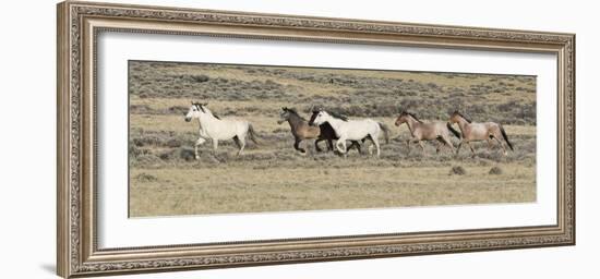 Wild Horses Mustangs, Grey Stallion Leads His Band Trotting, Divide Basin, Wyoming, USA-Carol Walker-Framed Photographic Print