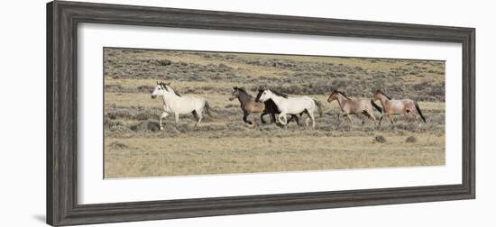 Wild Horses Mustangs, Grey Stallion Leads His Band Trotting, Divide Basin, Wyoming, USA-Carol Walker-Framed Photographic Print