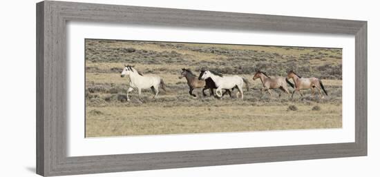 Wild Horses Mustangs, Grey Stallion Leads His Band Trotting, Divide Basin, Wyoming, USA-Carol Walker-Framed Photographic Print