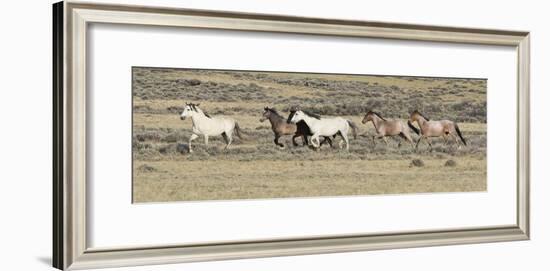 Wild Horses Mustangs, Grey Stallion Leads His Band Trotting, Divide Basin, Wyoming, USA-Carol Walker-Framed Photographic Print