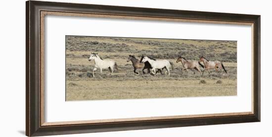 Wild Horses Mustangs, Grey Stallion Leads His Band Trotting, Divide Basin, Wyoming, USA-Carol Walker-Framed Photographic Print