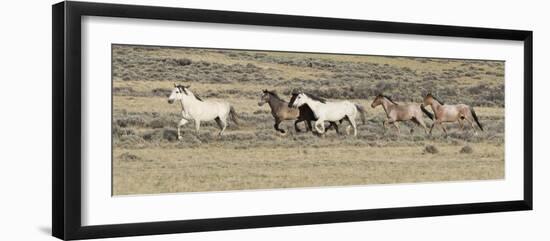 Wild Horses Mustangs, Grey Stallion Leads His Band Trotting, Divide Basin, Wyoming, USA-Carol Walker-Framed Photographic Print