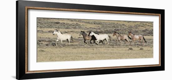 Wild Horses Mustangs, Grey Stallion Leads His Band Trotting, Divide Basin, Wyoming, USA-Carol Walker-Framed Photographic Print