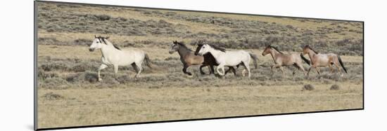 Wild Horses Mustangs, Grey Stallion Leads His Band Trotting, Divide Basin, Wyoming, USA-Carol Walker-Mounted Photographic Print