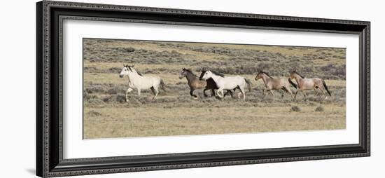 Wild Horses Mustangs, Grey Stallion Leads His Band Trotting, Divide Basin, Wyoming, USA-Carol Walker-Framed Photographic Print