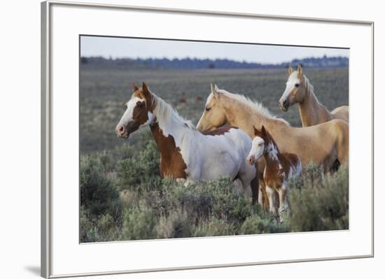 Wild horses, Mustangs-Ken Archer-Framed Premium Photographic Print