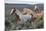 Wild horses, Mustangs-Ken Archer-Mounted Premium Photographic Print
