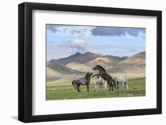 Wild horses playing and grazing and Khangai mountains in the background, Hovsgol province, Mongolia-Francesco Vaninetti-Framed Photographic Print