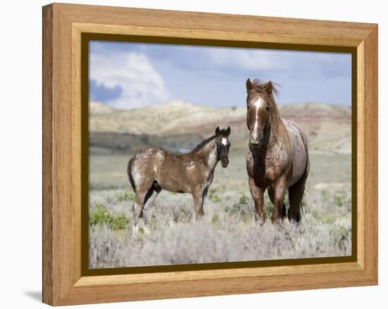 Wild Horses, Red Roan Stallion with Foal in Sagebrush-Steppe Landscape, Adobe Town, Wyoming, USA-Carol Walker-Framed Premier Image Canvas