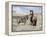 Wild Horses, Red Roan Stallion with Foal in Sagebrush-Steppe Landscape, Adobe Town, Wyoming, USA-Carol Walker-Framed Premier Image Canvas