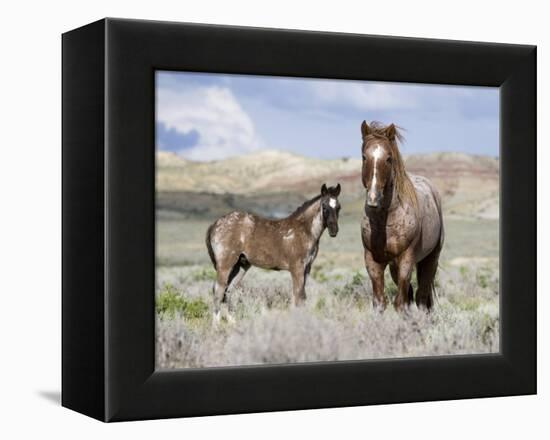 Wild Horses, Red Roan Stallion with Foal in Sagebrush-Steppe Landscape, Adobe Town, Wyoming, USA-Carol Walker-Framed Premier Image Canvas