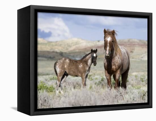 Wild Horses, Red Roan Stallion with Foal in Sagebrush-Steppe Landscape, Adobe Town, Wyoming, USA-Carol Walker-Framed Premier Image Canvas