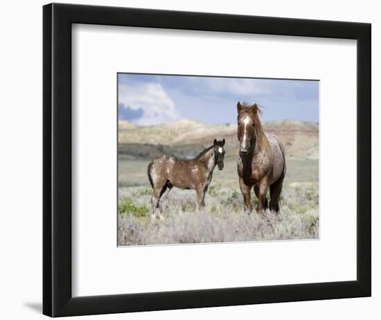 Wild Horses, Red Roan Stallion with Foal in Sagebrush-Steppe Landscape, Adobe Town, Wyoming, USA-Carol Walker-Framed Premium Photographic Print