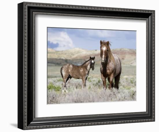 Wild Horses, Red Roan Stallion with Foal in Sagebrush-Steppe Landscape, Adobe Town, Wyoming, USA-Carol Walker-Framed Premium Photographic Print