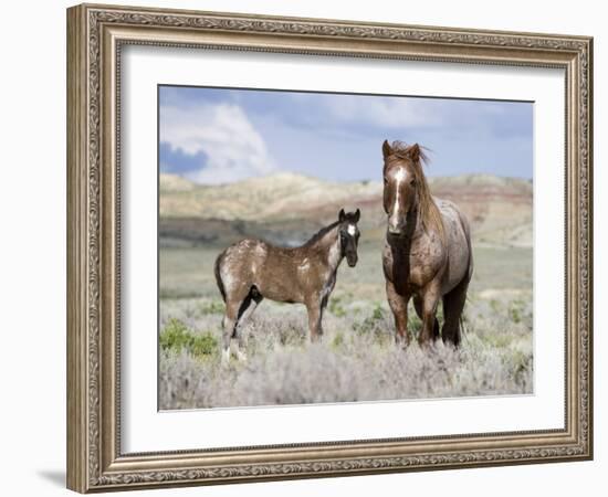 Wild Horses, Red Roan Stallion with Foal in Sagebrush-Steppe Landscape, Adobe Town, Wyoming, USA-Carol Walker-Framed Photographic Print