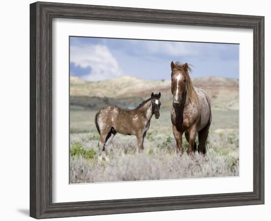 Wild Horses, Red Roan Stallion with Foal in Sagebrush-Steppe Landscape, Adobe Town, Wyoming, USA-Carol Walker-Framed Photographic Print