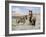 Wild Horses, Red Roan Stallion with Foal in Sagebrush-Steppe Landscape, Adobe Town, Wyoming, USA-Carol Walker-Framed Photographic Print