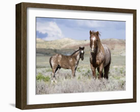 Wild Horses, Red Roan Stallion with Foal in Sagebrush-Steppe Landscape, Adobe Town, Wyoming, USA-Carol Walker-Framed Photographic Print