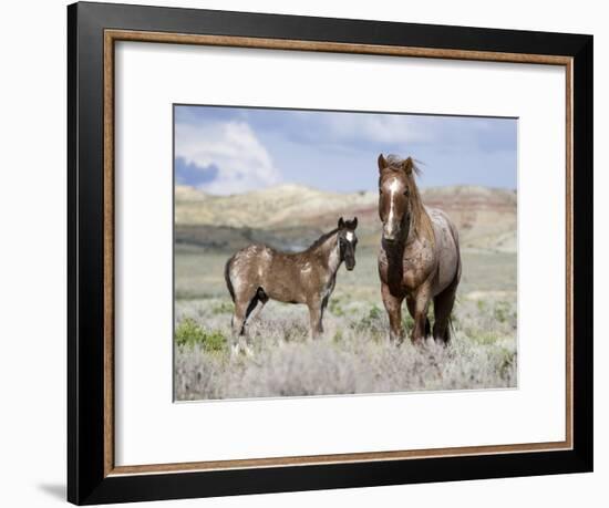 Wild Horses, Red Roan Stallion with Foal in Sagebrush-Steppe Landscape, Adobe Town, Wyoming, USA-Carol Walker-Framed Photographic Print