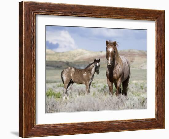 Wild Horses, Red Roan Stallion with Foal in Sagebrush-Steppe Landscape, Adobe Town, Wyoming, USA-Carol Walker-Framed Photographic Print