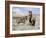 Wild Horses, Red Roan Stallion with Foal in Sagebrush-Steppe Landscape, Adobe Town, Wyoming, USA-Carol Walker-Framed Photographic Print