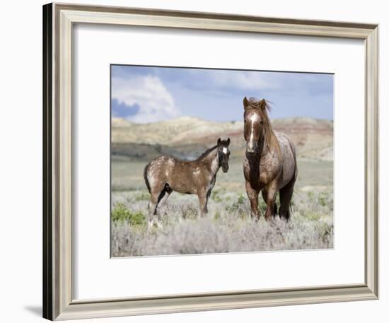 Wild Horses, Red Roan Stallion with Foal in Sagebrush-Steppe Landscape, Adobe Town, Wyoming, USA-Carol Walker-Framed Photographic Print