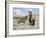 Wild Horses, Red Roan Stallion with Foal in Sagebrush-Steppe Landscape, Adobe Town, Wyoming, USA-Carol Walker-Framed Photographic Print