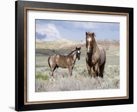 Wild Horses, Red Roan Stallion with Foal in Sagebrush-Steppe Landscape, Adobe Town, Wyoming, USA-Carol Walker-Framed Photographic Print