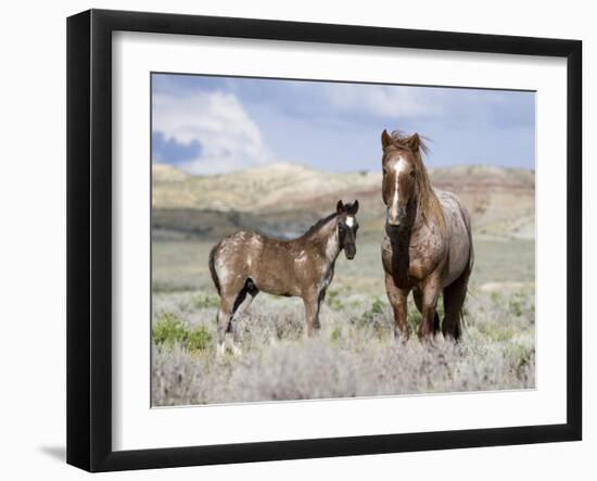 Wild Horses, Red Roan Stallion with Foal in Sagebrush-Steppe Landscape, Adobe Town, Wyoming, USA-Carol Walker-Framed Photographic Print