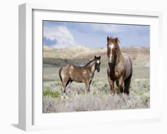 Wild Horses, Red Roan Stallion with Foal in Sagebrush-Steppe Landscape, Adobe Town, Wyoming, USA-Carol Walker-Framed Photographic Print