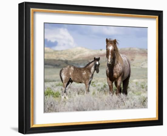 Wild Horses, Red Roan Stallion with Foal in Sagebrush-Steppe Landscape, Adobe Town, Wyoming, USA-Carol Walker-Framed Photographic Print