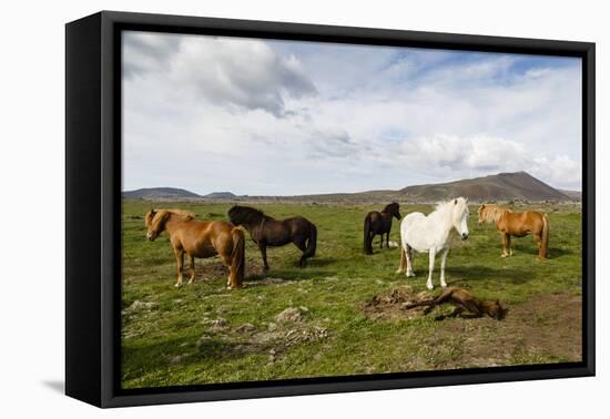 Wild Horses, Reykjanes Peninsula, Iceland, Polar Regions-Yadid Levy-Framed Premier Image Canvas