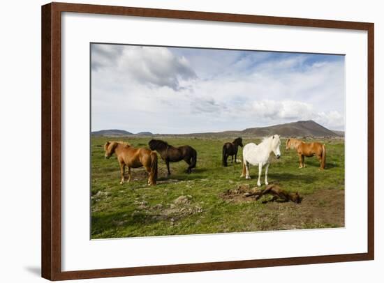 Wild Horses, Reykjanes Peninsula, Iceland, Polar Regions-Yadid Levy-Framed Photographic Print