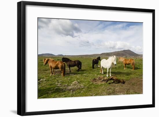 Wild Horses, Reykjanes Peninsula, Iceland, Polar Regions-Yadid Levy-Framed Photographic Print