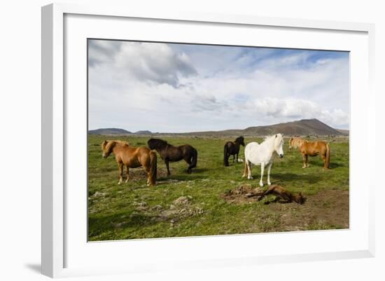 Wild Horses, Reykjanes Peninsula, Iceland, Polar Regions-Yadid Levy-Framed Photographic Print