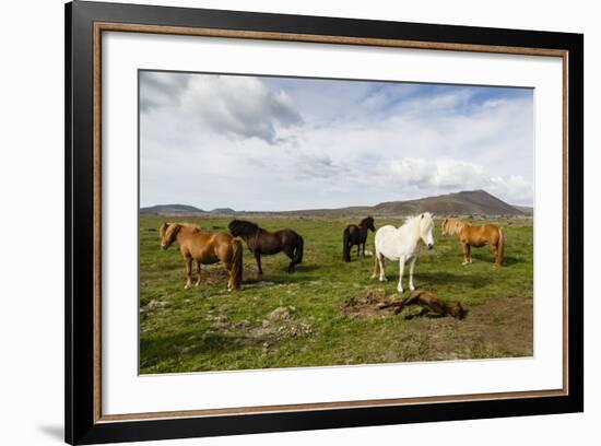 Wild Horses, Reykjanes Peninsula, Iceland, Polar Regions-Yadid Levy-Framed Photographic Print