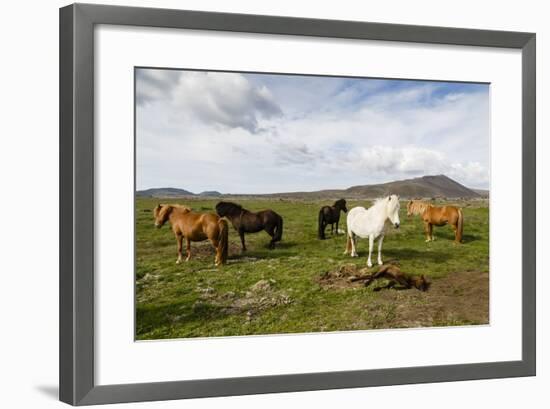 Wild Horses, Reykjanes Peninsula, Iceland, Polar Regions-Yadid Levy-Framed Photographic Print