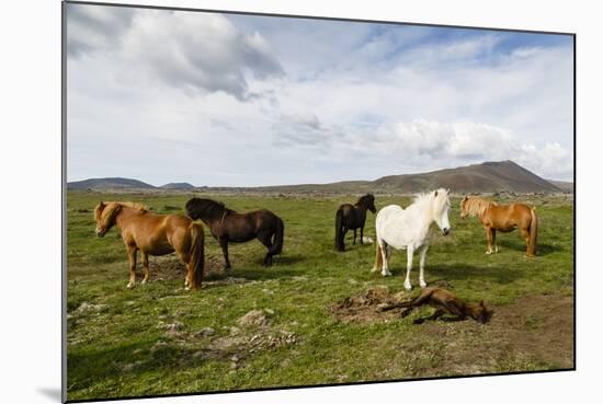 Wild Horses, Reykjanes Peninsula, Iceland, Polar Regions-Yadid Levy-Mounted Photographic Print