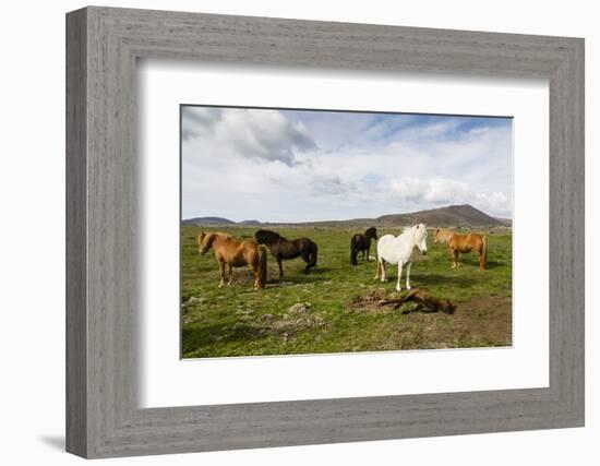 Wild Horses, Reykjanes Peninsula, Iceland, Polar Regions-Yadid Levy-Framed Premium Photographic Print
