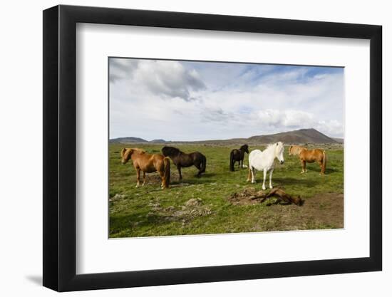 Wild Horses, Reykjanes Peninsula, Iceland, Polar Regions-Yadid Levy-Framed Premium Photographic Print