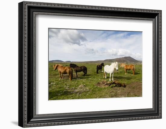 Wild Horses, Reykjanes Peninsula, Iceland, Polar Regions-Yadid Levy-Framed Premium Photographic Print