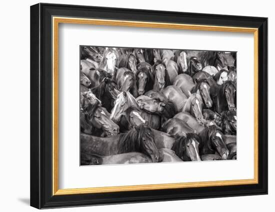 Wild Horses Rounded Up During Rapa Das Bestas (Shearing of the Beasts) Festival. Sabucedo, Galicia-Peter Adams-Framed Photographic Print