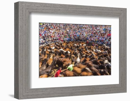 Wild Horses Rounded Up During Rapa Das Bestas (Shearing of the Beasts) Festival. Sabucedo, Galicia-Peter Adams-Framed Photographic Print